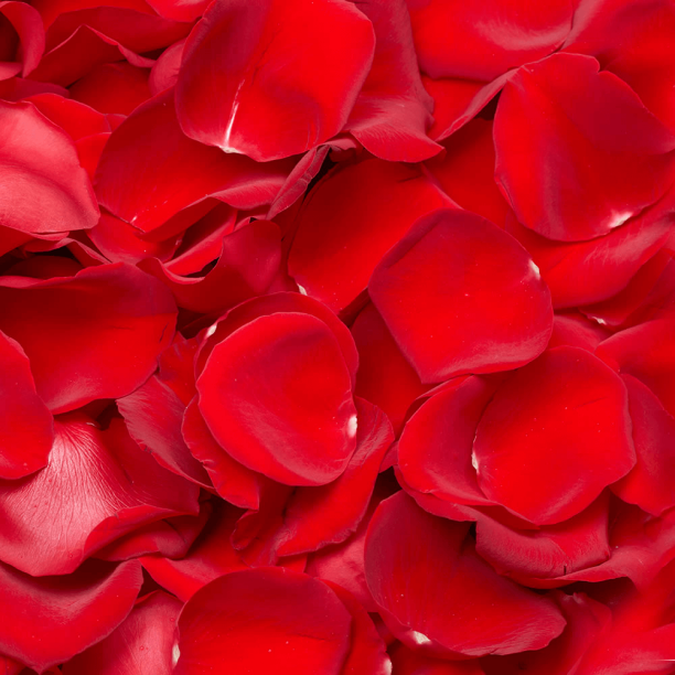 Natural Fresh Cut Red Rose Petals. R38 – Tricity 24
