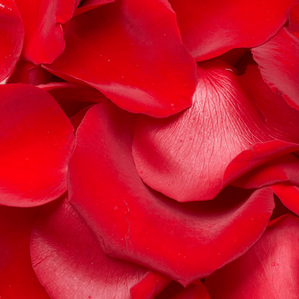 Natural Fresh Cut Red Rose Petals. R38