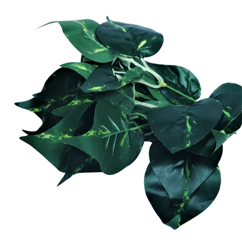 Pothos Plant Devil's Ivy Hanging Bush Home Wedding Backdrop Decor (Rental) R07